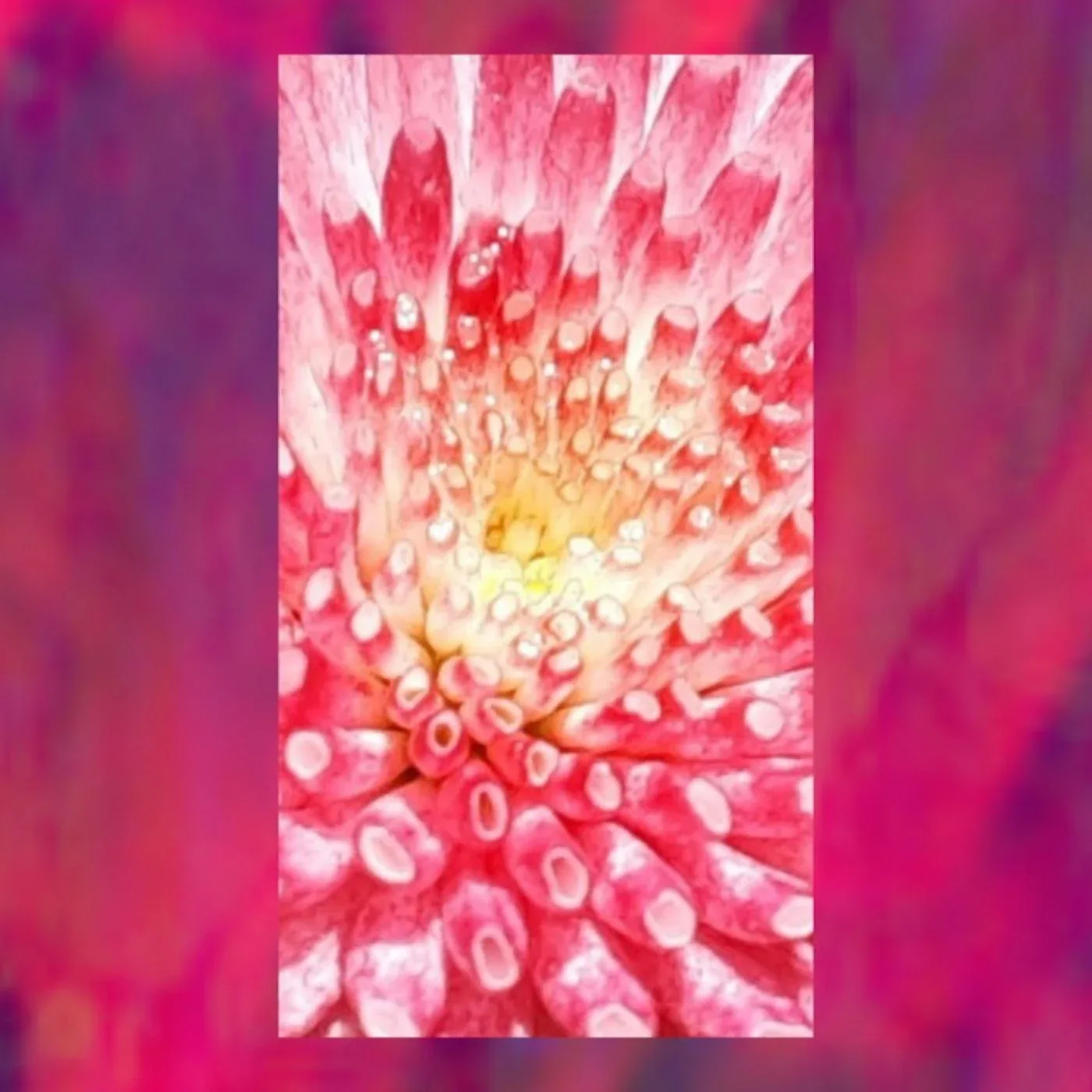 Tapa Luz — Franco Conti