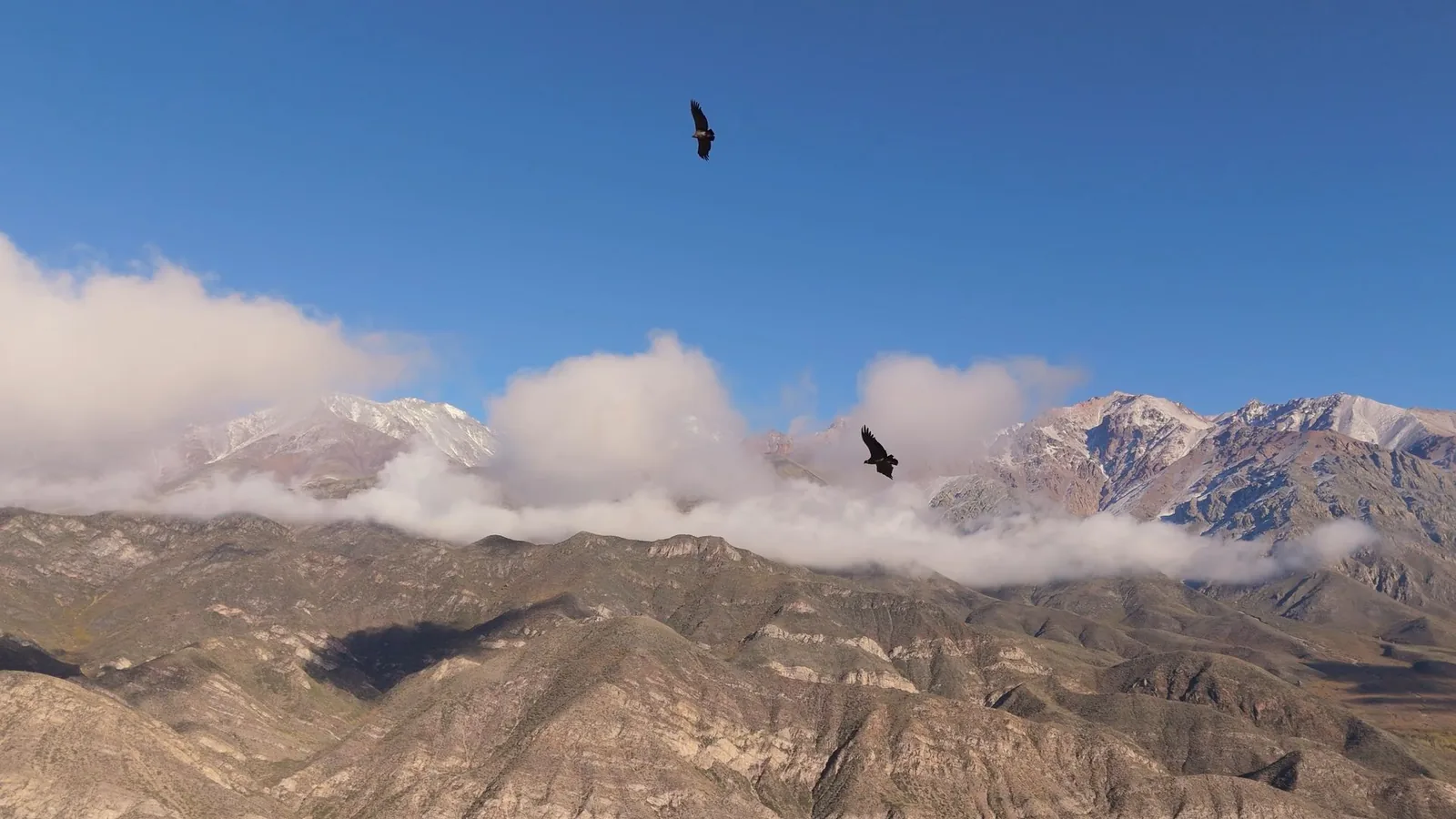 Dos cóndores sobrevolando la cordillera entre nubes