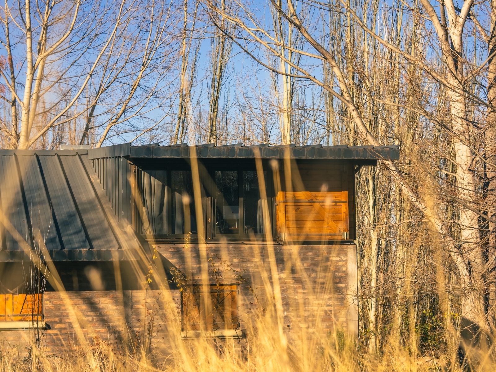Exterior del estudio Cauce entre árboles y hierba dorada